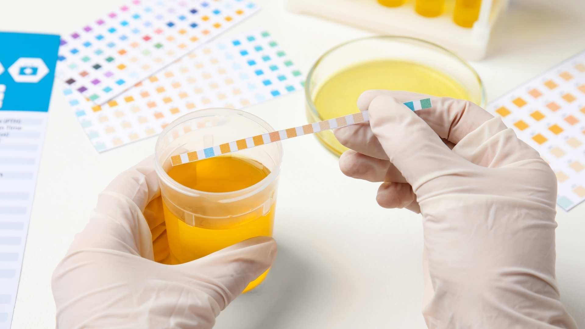 analisis de orina cistitis perros